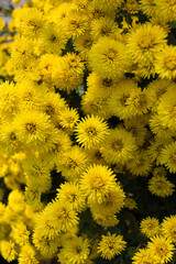 many yellow chrysanthemum flowers, natural floral background. Floriculture with love