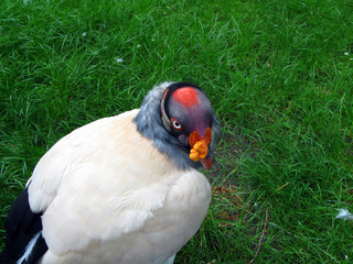 Royal vulture close-up. Multicolored brightly colored unusual predatory bird Sarcoramphus on a background of green grass. Cathartidae 