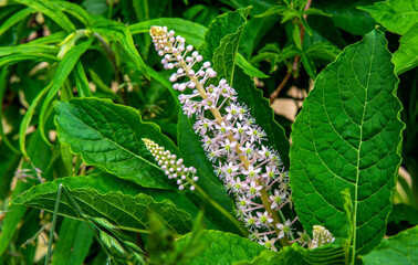 A plant with white inflorescences called Szkarłatka Jagodowa, growing in sunny positions on the Biała river in the city of Białystok in Podlasie in Poland.