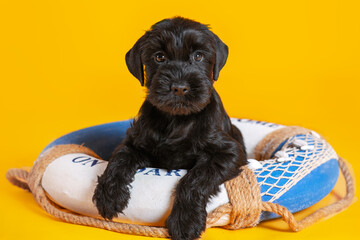 Studio portrait of little puppy of black Mittel Schnauzer breed sitting on lifebuoy and looking...