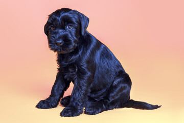 Cute little black Mittel Schnauzer breed puppy sits with humiliating look on soft yellow pink background. Closeup studio portrait of pretty dog, copy space.