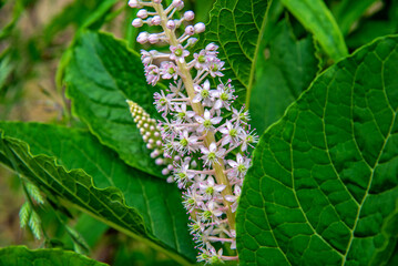 A plant with white inflorescences called Szkarłatka Jagodowa, growing in sunny positions on the Biała river in the city of Białystok in Podlasie in Poland.