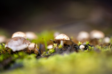 Close up of Mushrooms in the bush in Tasmania, Australia. in the forest