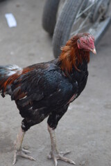 rooster in the street