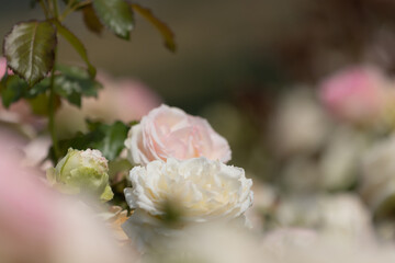 Pink roses in full bloom with blurry foreground and background