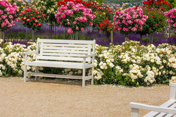 A garden bench on a footway in front of a variety of rose bushes in different colors and blue lavender