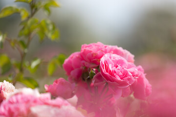 Pink roses in full bloom with blurry foreground and background