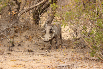 Warthog, Kruger National Park, South Africa