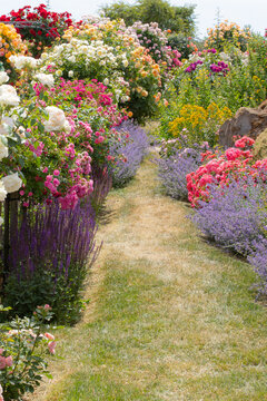 a footway between a variety of rose bushes in different colors with lavender and catnip