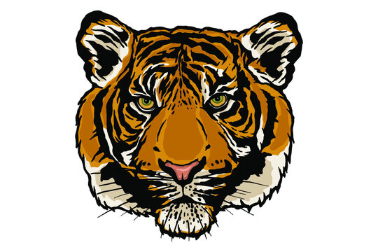 Tiger head vector illustration - Hand drawn