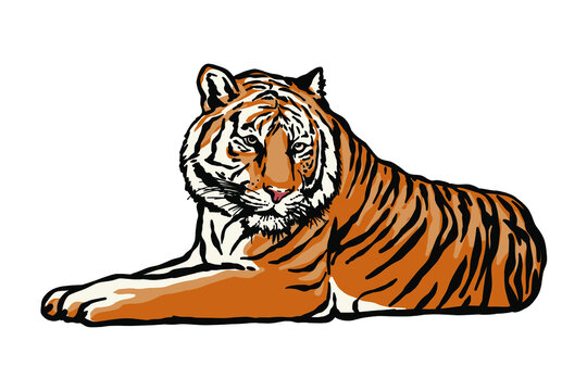Tiger lying down vector illustration - Hand drawn