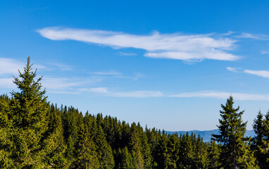 Forest with fir trees and mountain vegetation on slope of hill in Rhodope Mountains against background of cloudy sky