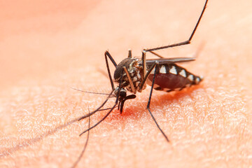 Striped mosquitoes are eating blood on human skin. Mosquitoes are carriers of dengue fever and malaria.