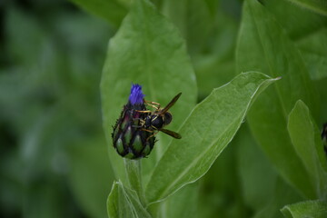 A wasp on a flower in the garden, Sainte-Apolline, Québec, Canada