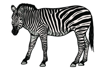Fototapeta na wymiar Zebra Vector illustration - Hand drawn