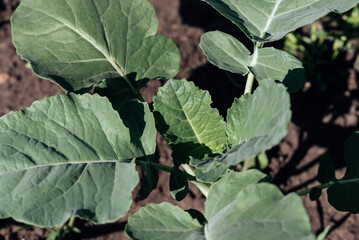 Fresh green cabbage leaves. Growing broccoli. Gardening, agriculture harvesting
