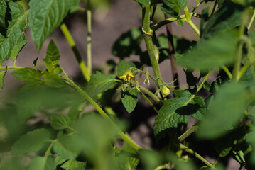 Growing tomato in the early stages of ripening. Bush with flowers and vegetables in the garden