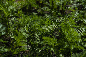 Growing carrots. Fresh young leaves of carrots in the vegetable garden. Copy space