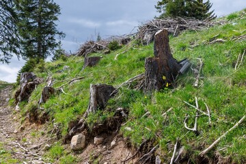 Forest with cut trees and broken branches and mountain vegetation against cloudy sky