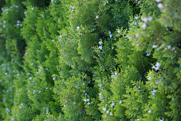  Thuja bush and its berries.