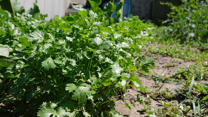 cilantro. Green mature kinza grows in bunches in open soil. Herbs for cooking, fresh herbs for salads and gravy. Chinese parsley, flowering part of coriander.