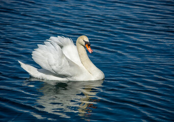 cisne