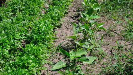 cilantro. Green mature kinza grows in bunches in open soil. Herbs for cooking, fresh herbs for salads and gravy. Chinese parsley, flowering part of coriander.