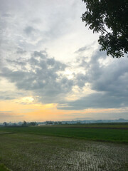 Rice fields view with wooden bamboo in indonesia