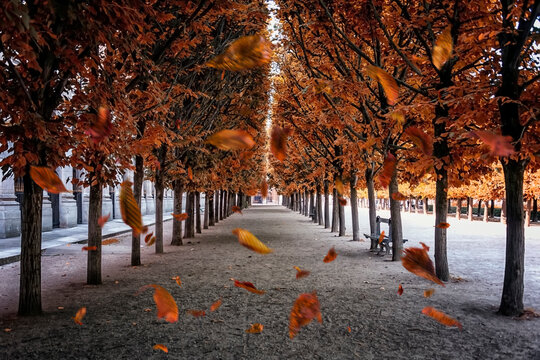 Leaves falling in the park in Paris