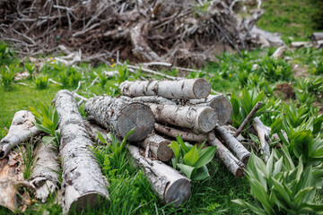 Logs and branches lie on grass in forest