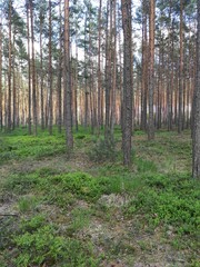 pine forest in spring, lots of trees, undergrowth and undergrowth, good sunlight
