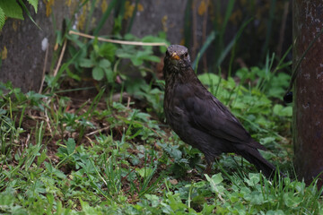 Thrush in the garden looking for food