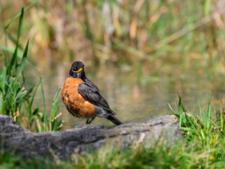 Wet American Robin standing on the pond