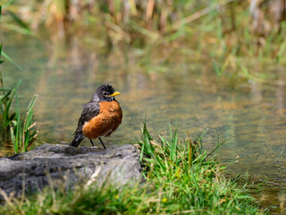 Wet American Robin standing on the pond
