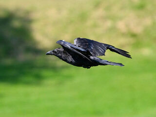 Common Raven in flight over green field