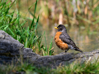 Wet American Robin standing on the pond