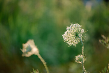 thistle in the grass