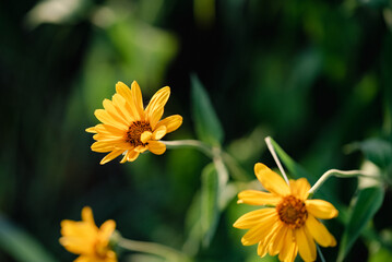 Yellow daisy