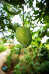 mango at tree