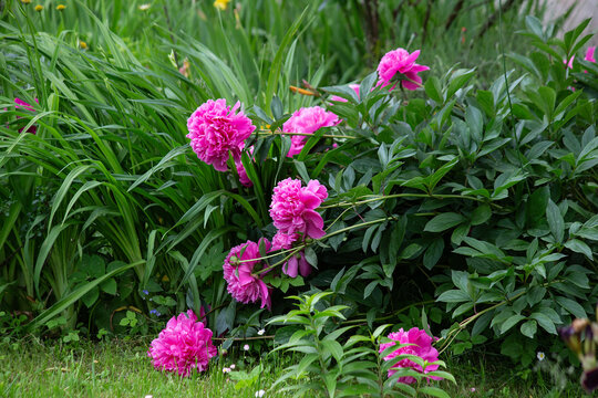 Bush of Pink flower peony flowering in the garden on the green background. High quality photo