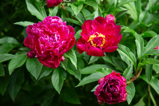 Crimson peonies with yellow centers. High quality photo
