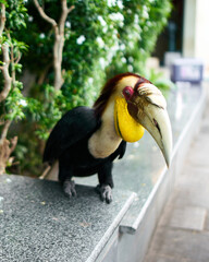 Great hornbill in a city
