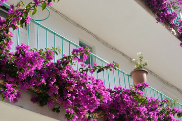 Balcony with blossoming pink flowers