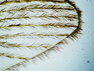 蚊羽根（100倍）の顕微鏡写真
