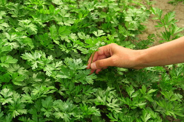 a woman collects parsley in the garden. home gardening and cultivation of greenery concept