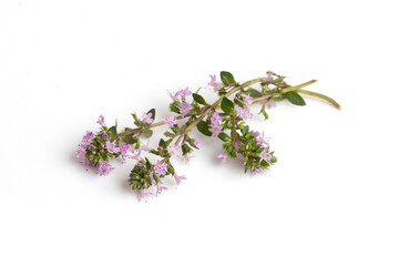 A flowering branch of a medicinal thyme plant on a white background.