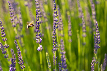 Lavender field © Leszek Szelest