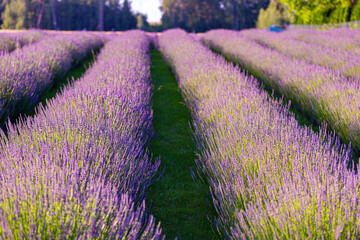 Lavender field Lawendowe Wzgórze - obrazy, fototapety, plakaty