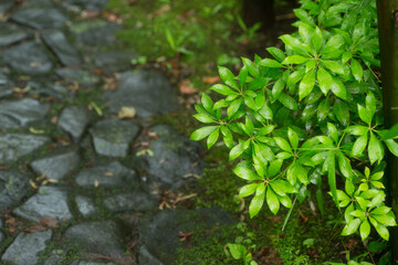 石畳とグリーンの美しい植物