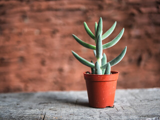 Cactus in a pot. Home decoration plant